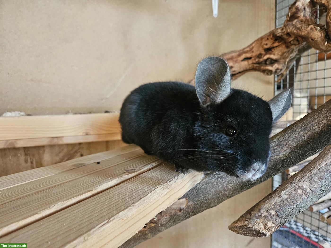 Chinchilla Männchen, schwarz und grau, mit Stammbaum
