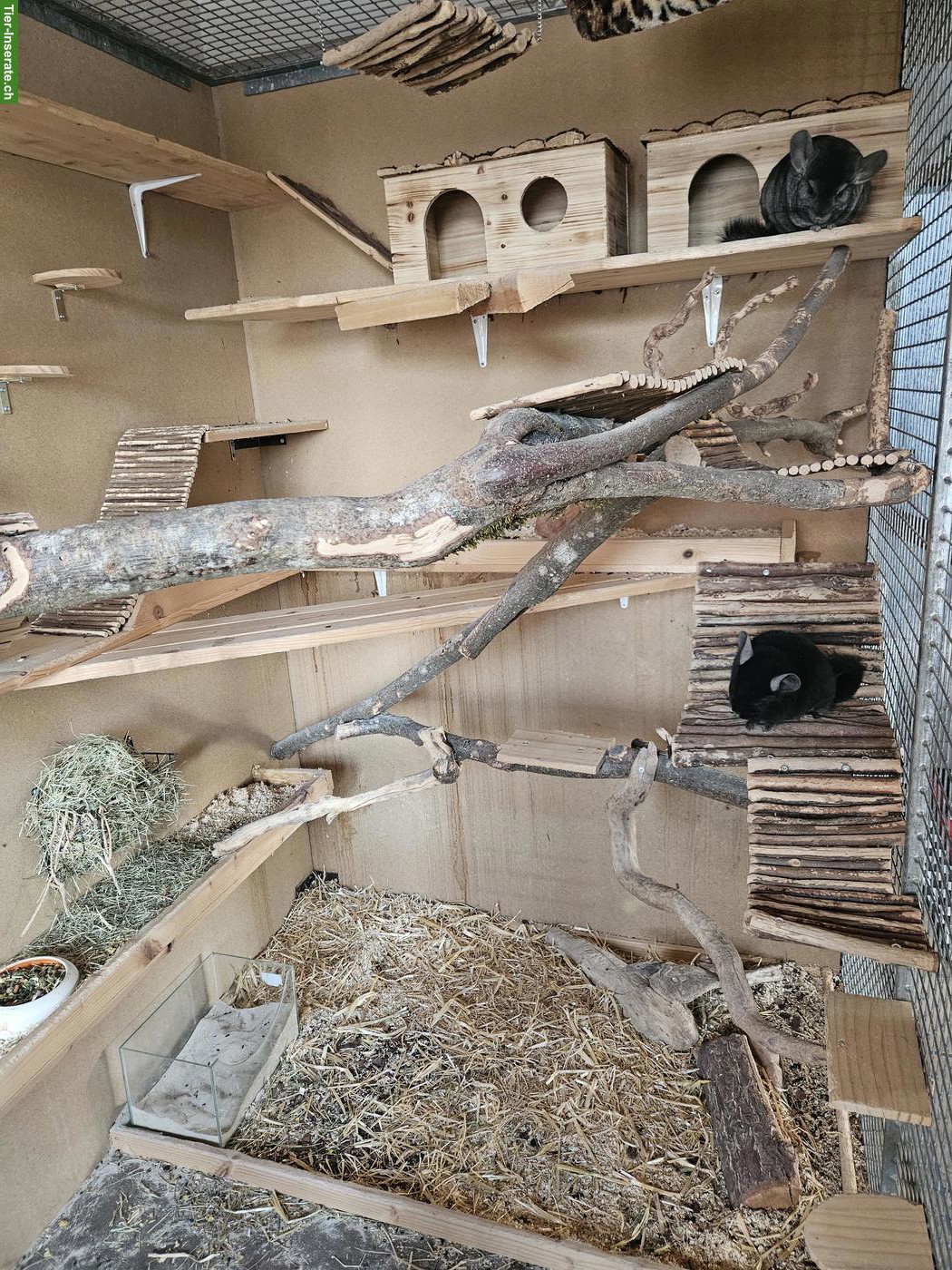 Bild 2: Chinchilla Männchen, schwarz und grau, mit Stammbaum