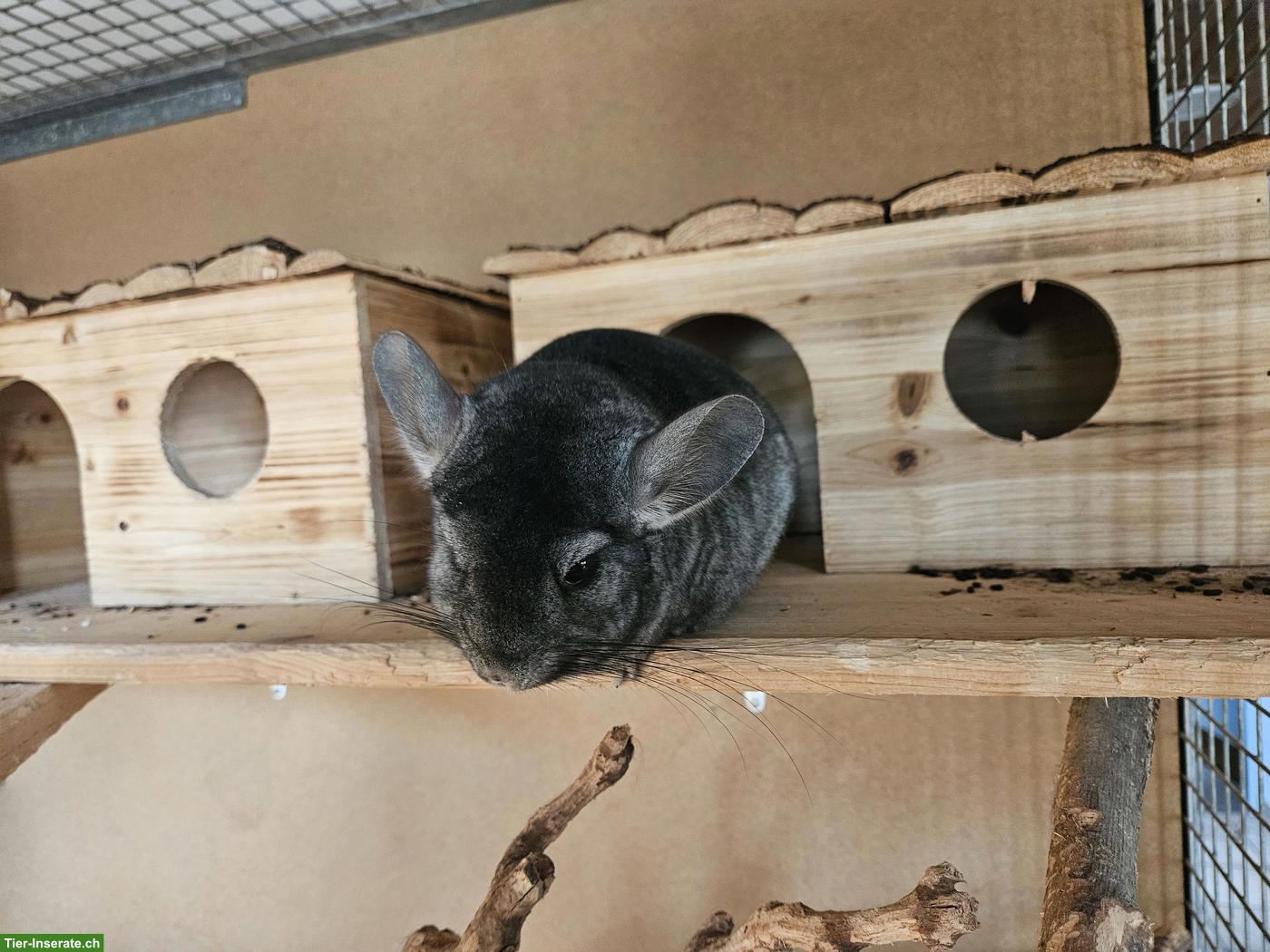 Bild 3: Chinchilla Männchen, schwarz und grau, mit Stammbaum