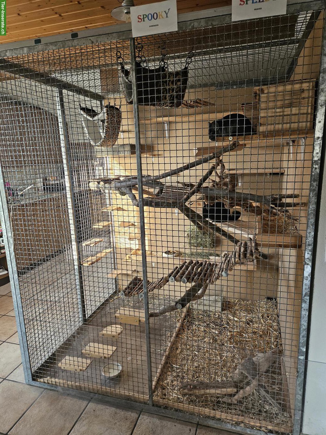 Bild 4: Chinchilla Männchen, schwarz und grau, mit Stammbaum