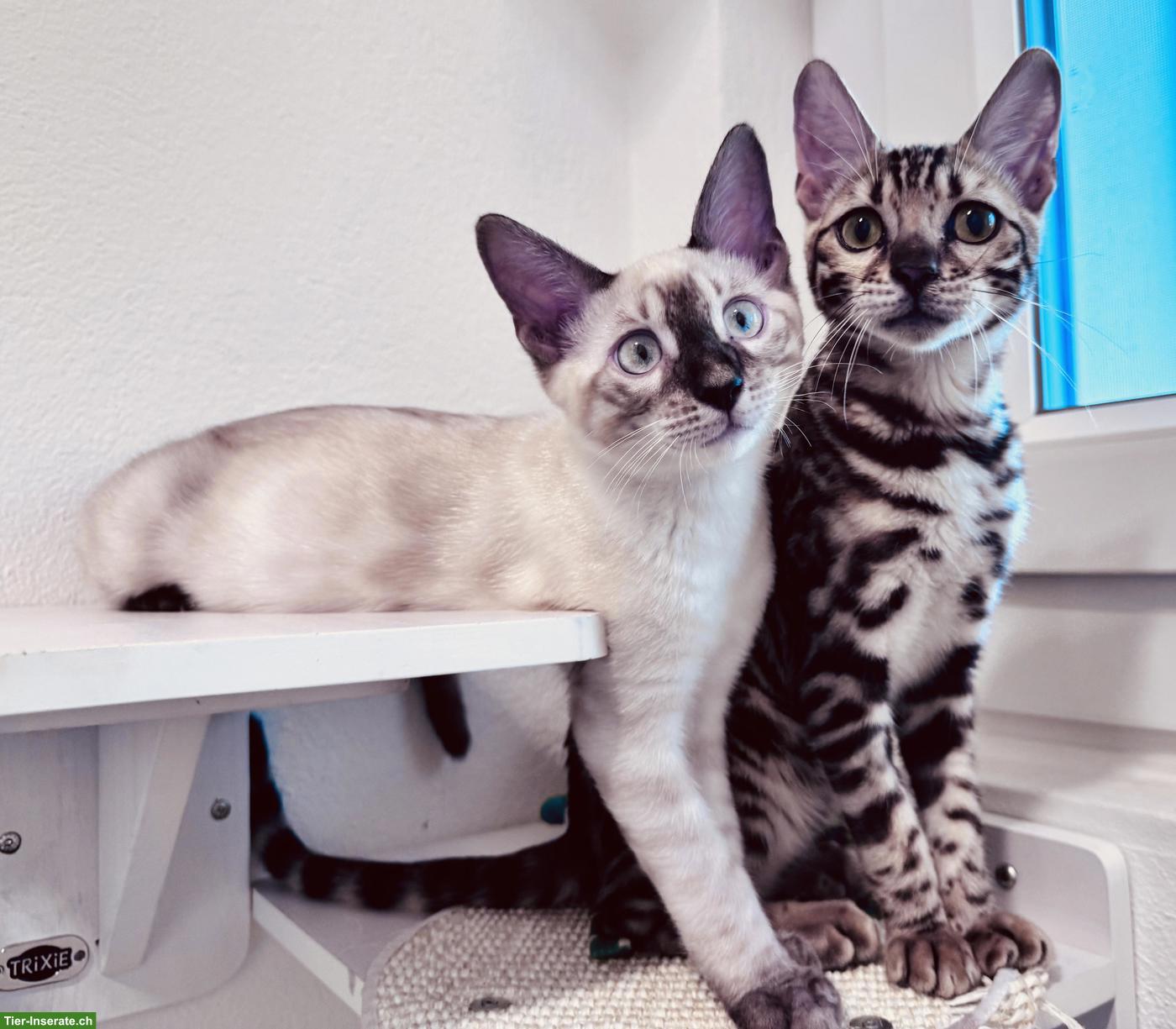 Bengal Kater Seal Snow Lynx Charcoal mit TICA-Stammbaum