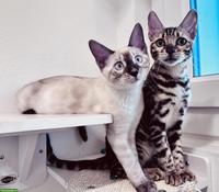Bengal Kater Seal Snow Lynx Charcoal mit TICA-Stammbaum