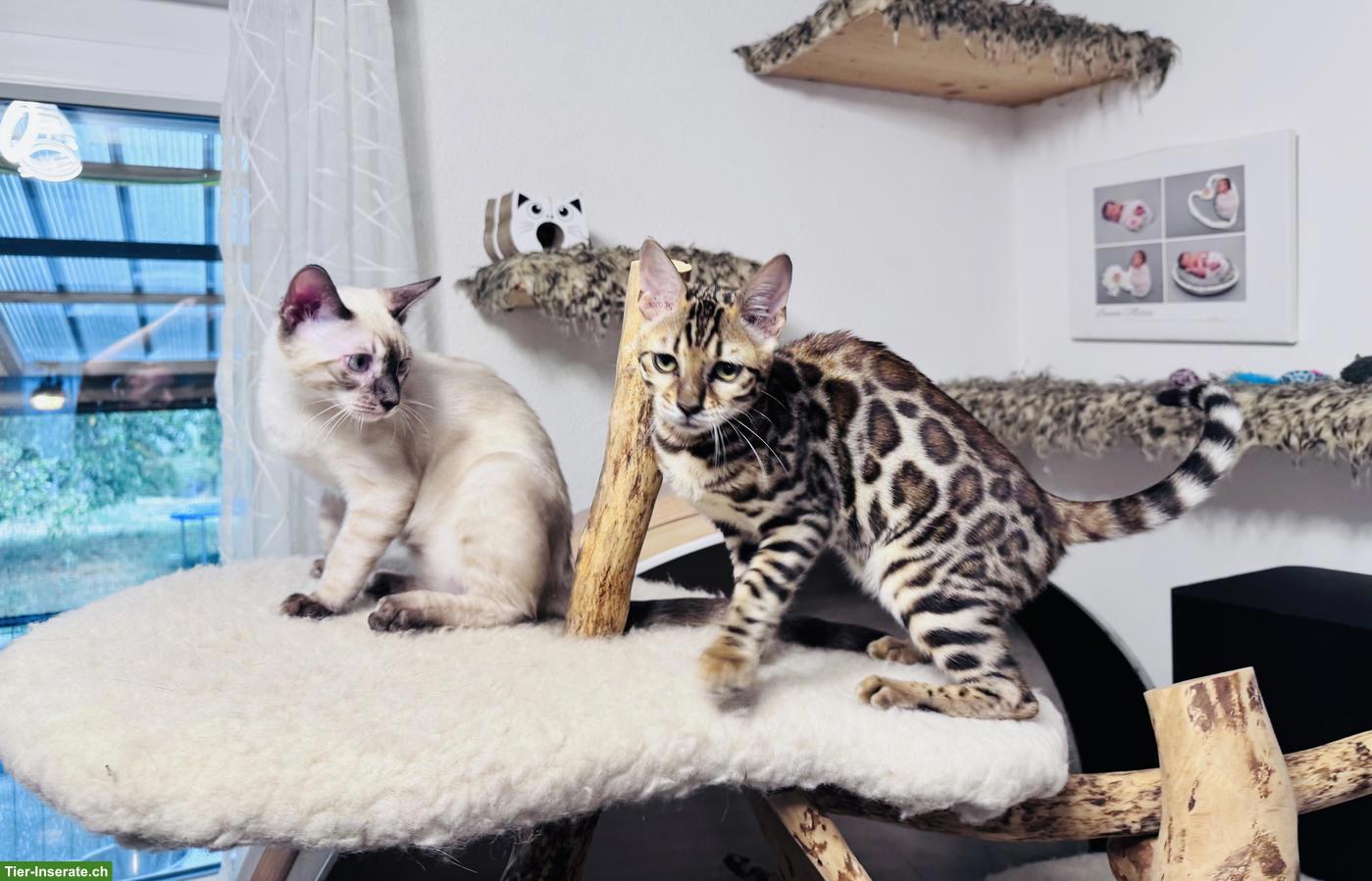 Bild 2: Bengal Kater Seal Snow Lynx Charcoal mit TICA-Stammbaum