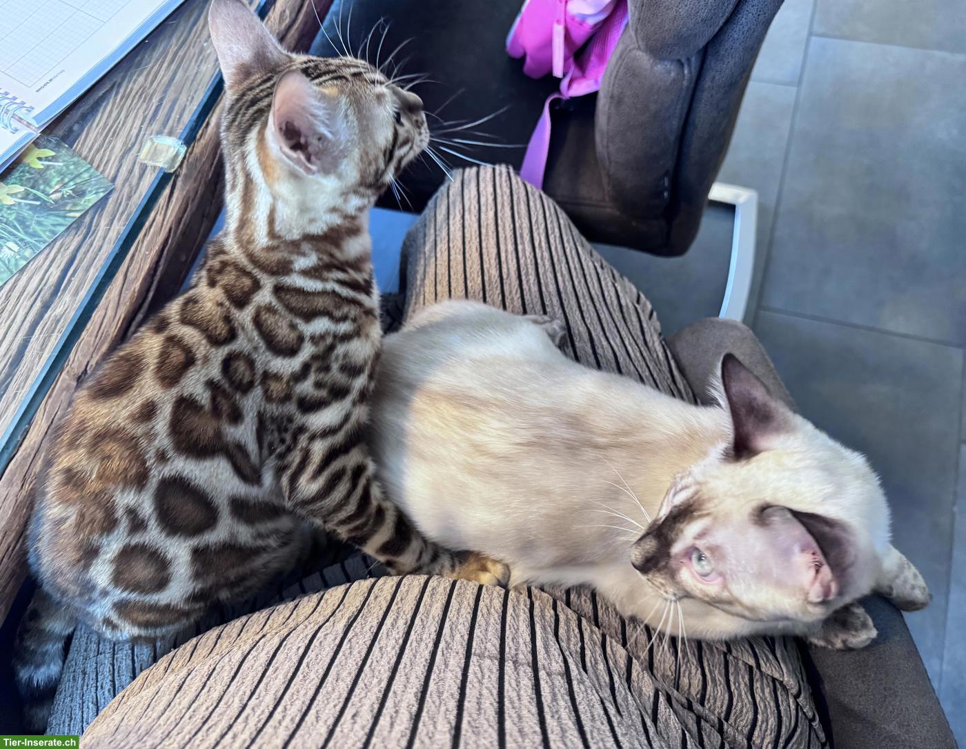 Bild 3: Bengal Kater Seal Snow Lynx Charcoal mit TICA-Stammbaum