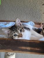 Kitten suchen neues Zuhause