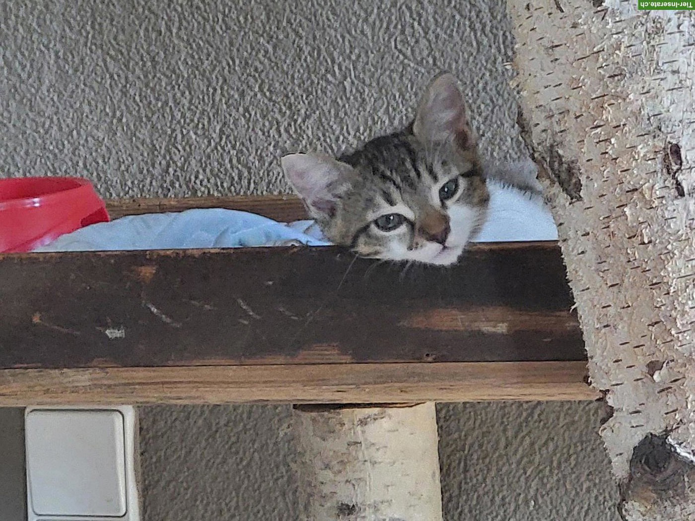 Bild 2: Kitten suchen neues Zuhause
