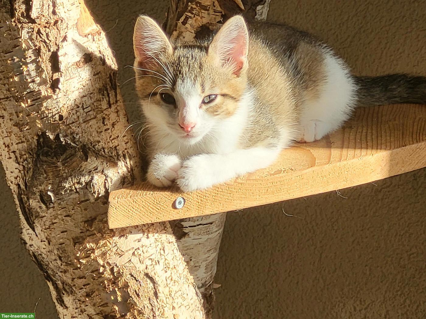 Bild 3: Kitten suchen neues Zuhause