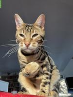 Liebevolles Zuhause für Bengalkater sucht Dembe gesucht