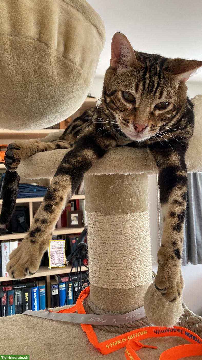 Bild 2: Liebevolles Zuhause für Bengalkater sucht Dembe gesucht