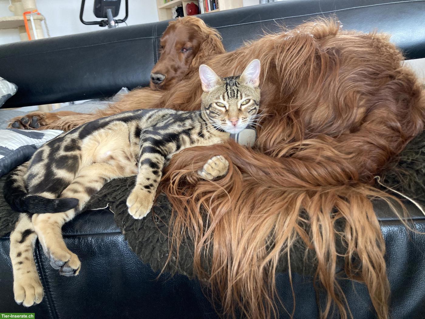 Bild 3: Liebevolles Zuhause für Bengalkater sucht Dembe gesucht