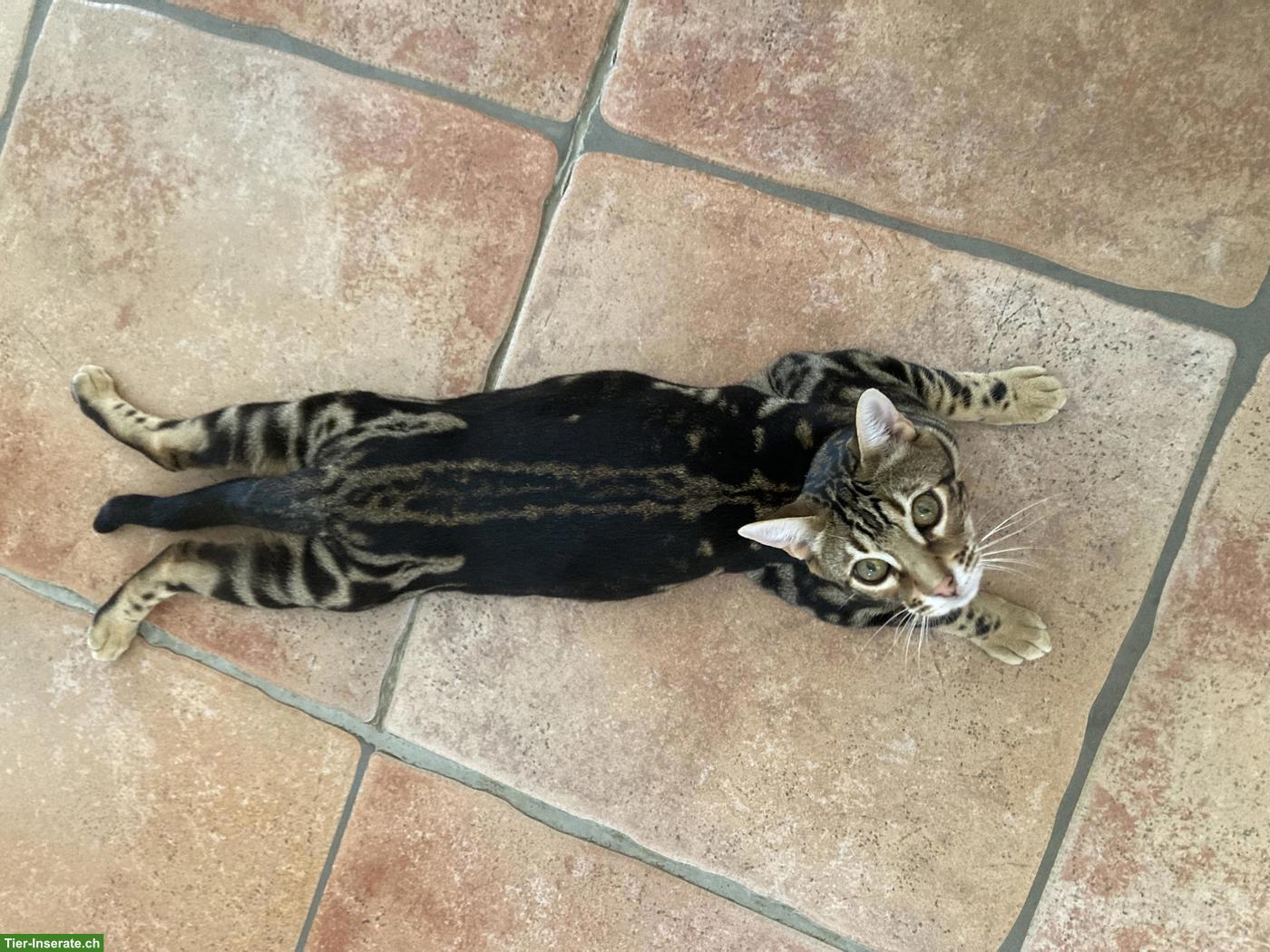 Bild 4: Liebevolles Zuhause für Bengalkater sucht Dembe gesucht