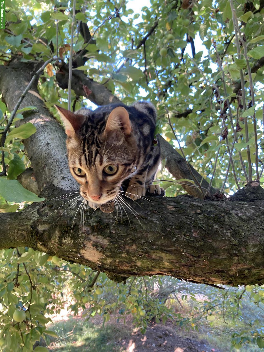 Bild 5: Liebevolles Zuhause für Bengalkater sucht Dembe gesucht