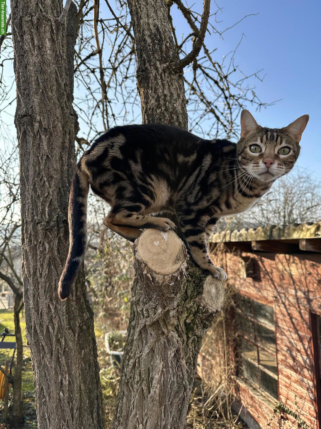 Bild 6: Liebevolles Zuhause für Bengalkater sucht Dembe gesucht