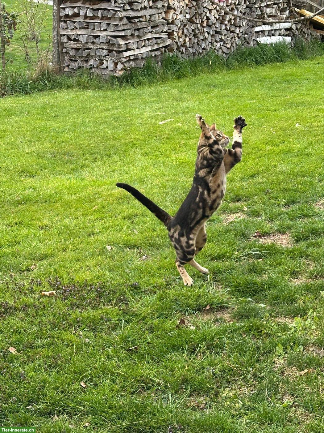 Bild 7: Liebevolles Zuhause für Bengalkater sucht Dembe gesucht