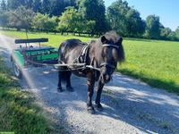 Zweirädrige Ponykutsche zu verkaufen