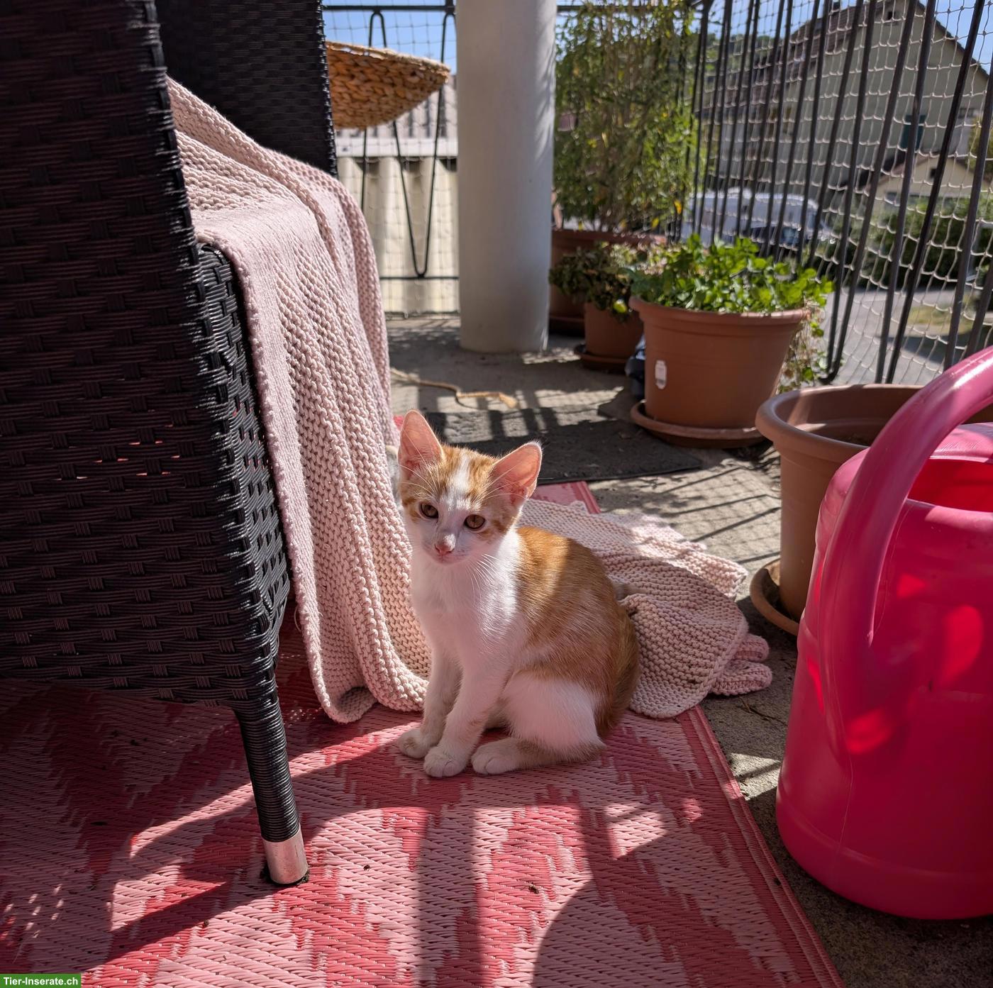 Junger rot-weisser Kater sucht liebevolles Zuhause