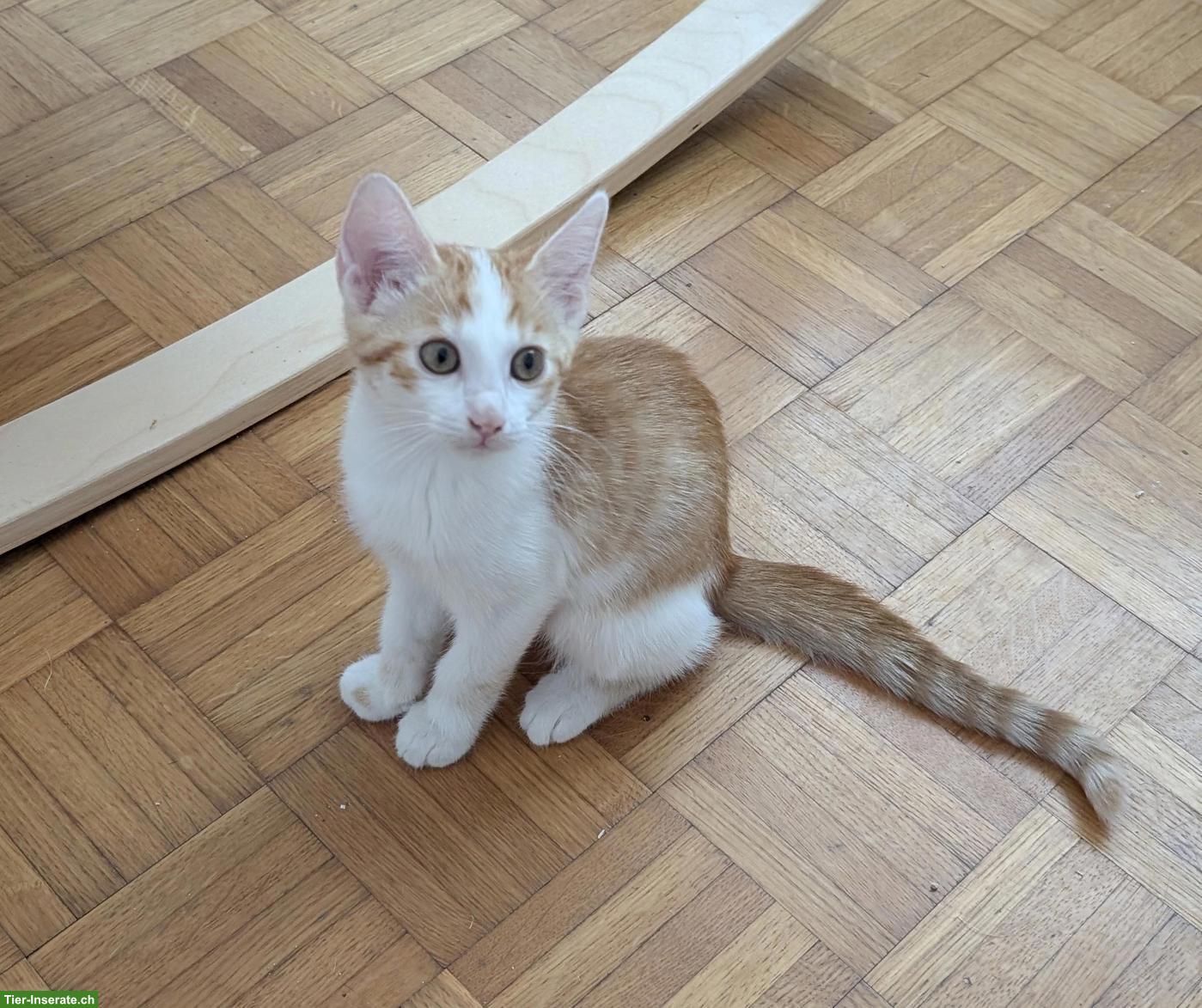 Bild 2: Junger rot-weisser Kater sucht liebevolles Zuhause
