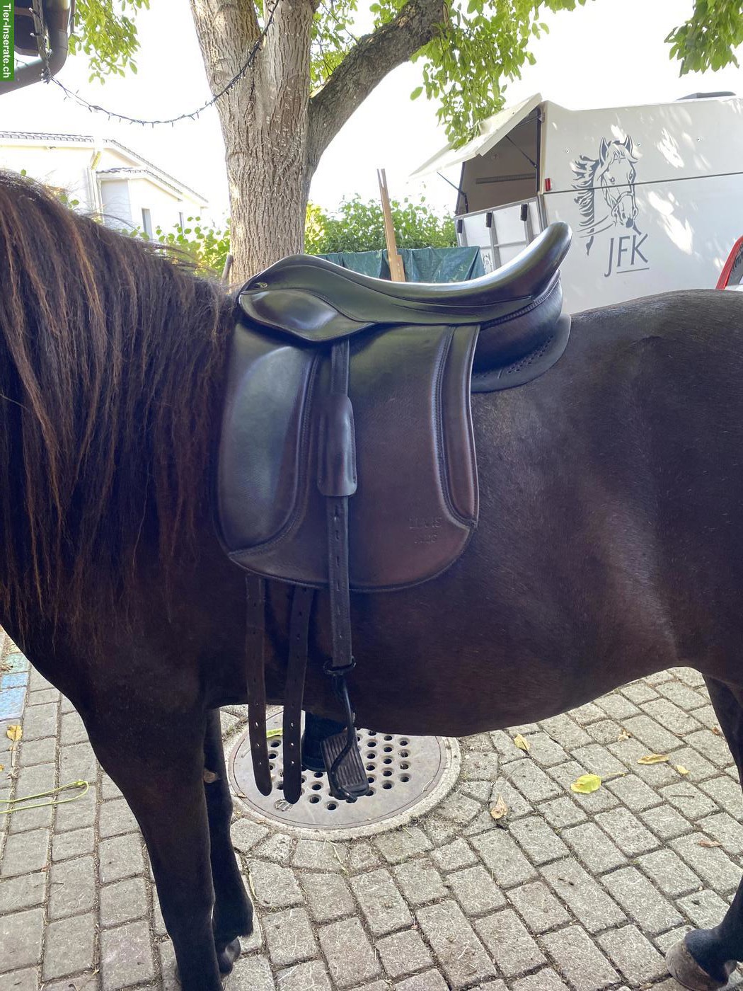 Eques Sattel 17.5 Zoll zu verkaufen