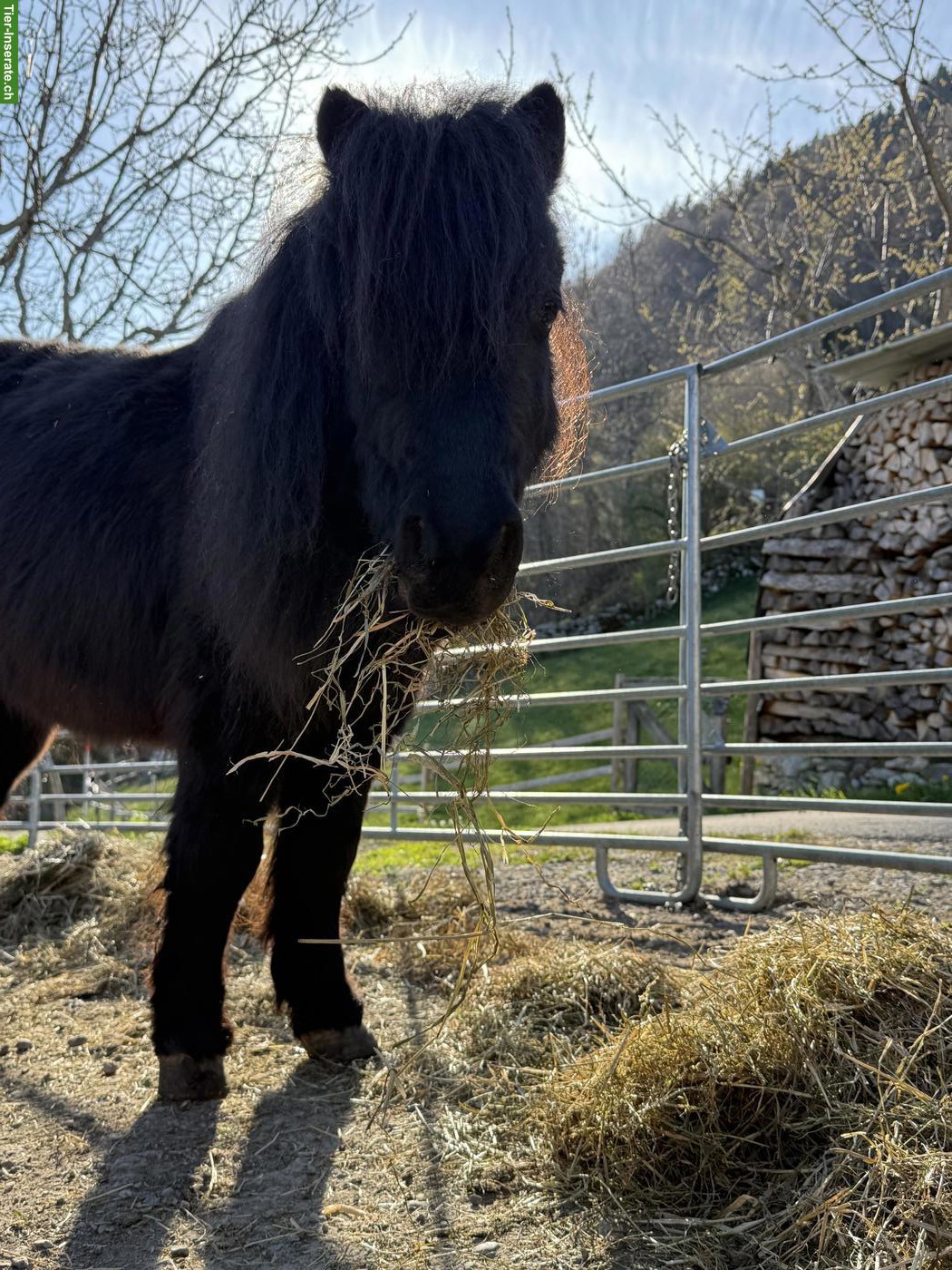 2 Mini-Shettys suchen gemeinsam liebevollen Platz ans Futter 🐴❤️
