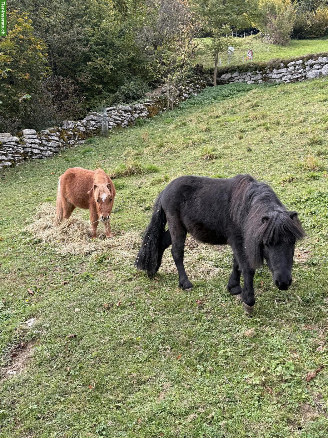 Bild 3: 2 Mini-Shettys suchen gemeinsam liebevollen Platz ans Futter 🐴❤️