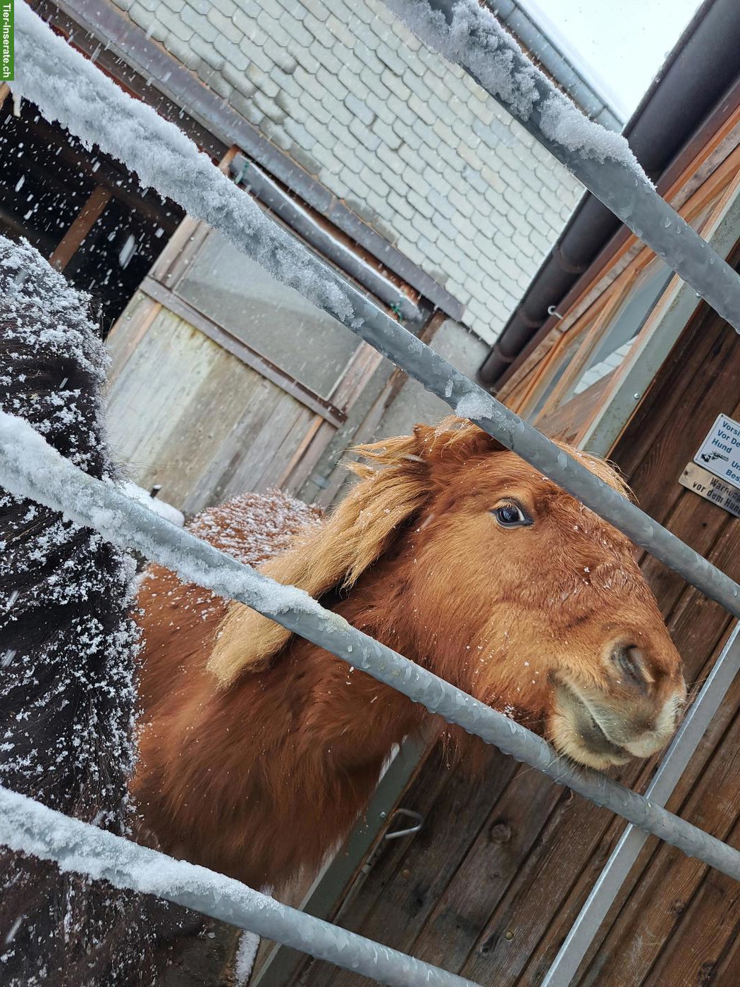 Bild 4: 2 Mini-Shettys suchen gemeinsam liebevollen Platz ans Futter 🐴❤️