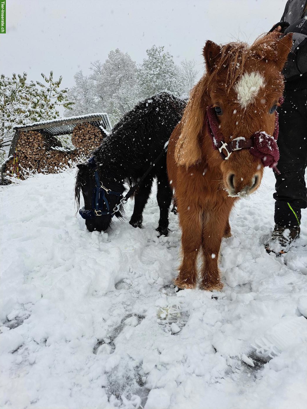 Bild 5: 2 Mini-Shettys suchen gemeinsam liebevollen Platz ans Futter 🐴❤️