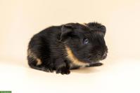 Junges Meerschweinchen Weibchen & Kastrat suchen schönes Zuhause