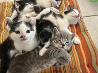 Süsse Katzenbabys abzugeben