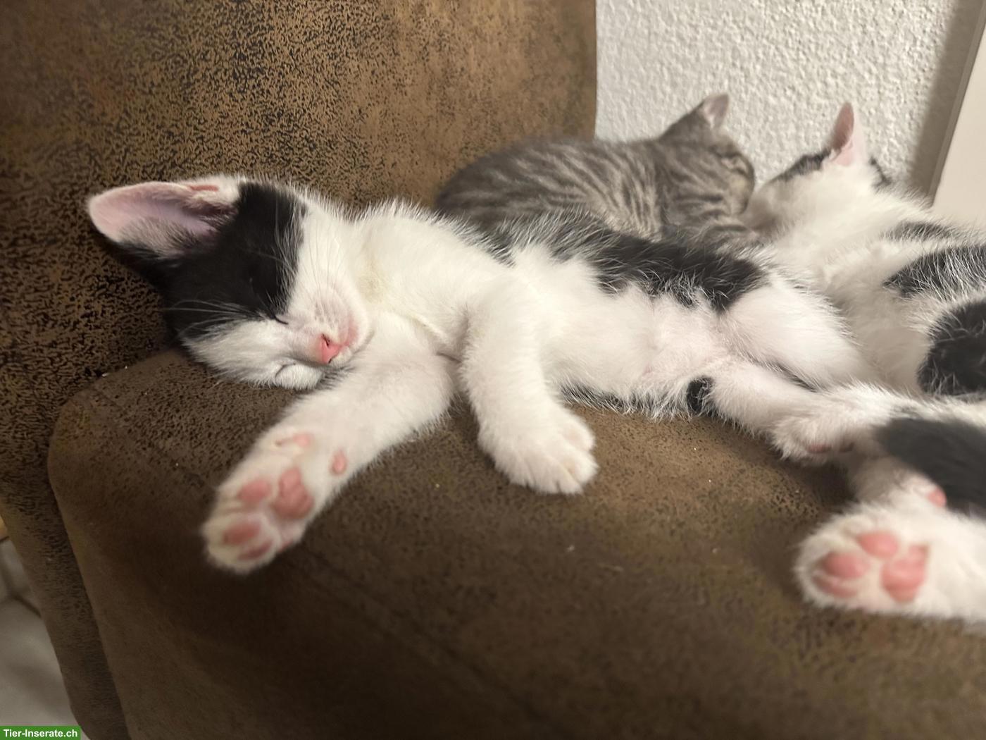 Bild 2: Süsse Katzenbabys abzugeben