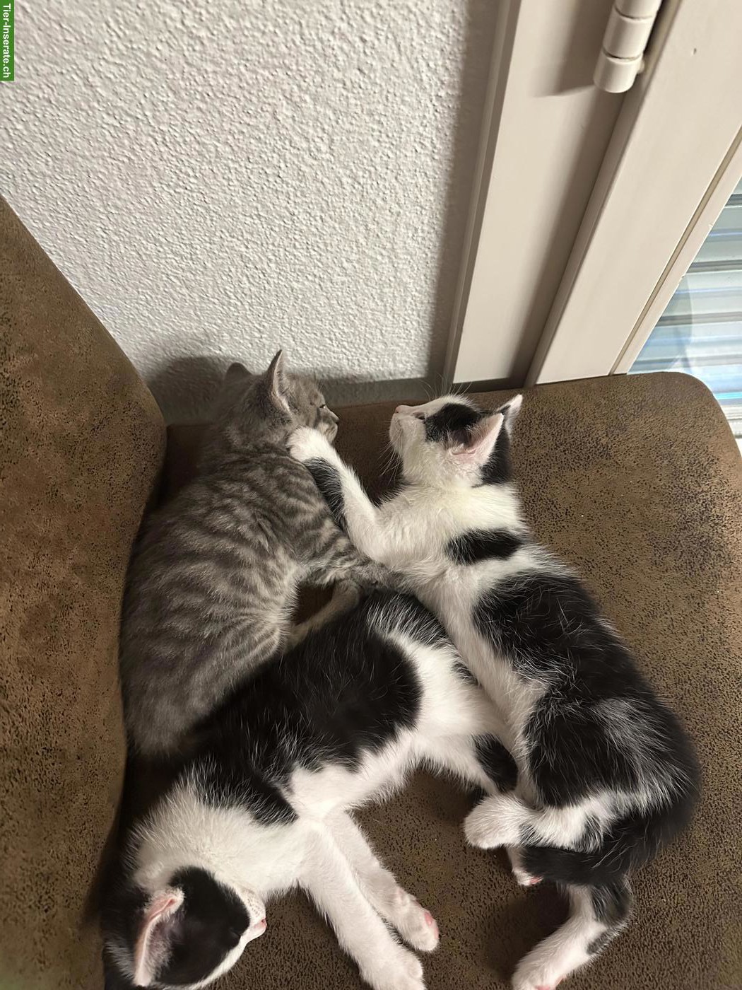 Bild 3: Süsse Katzenbabys abzugeben