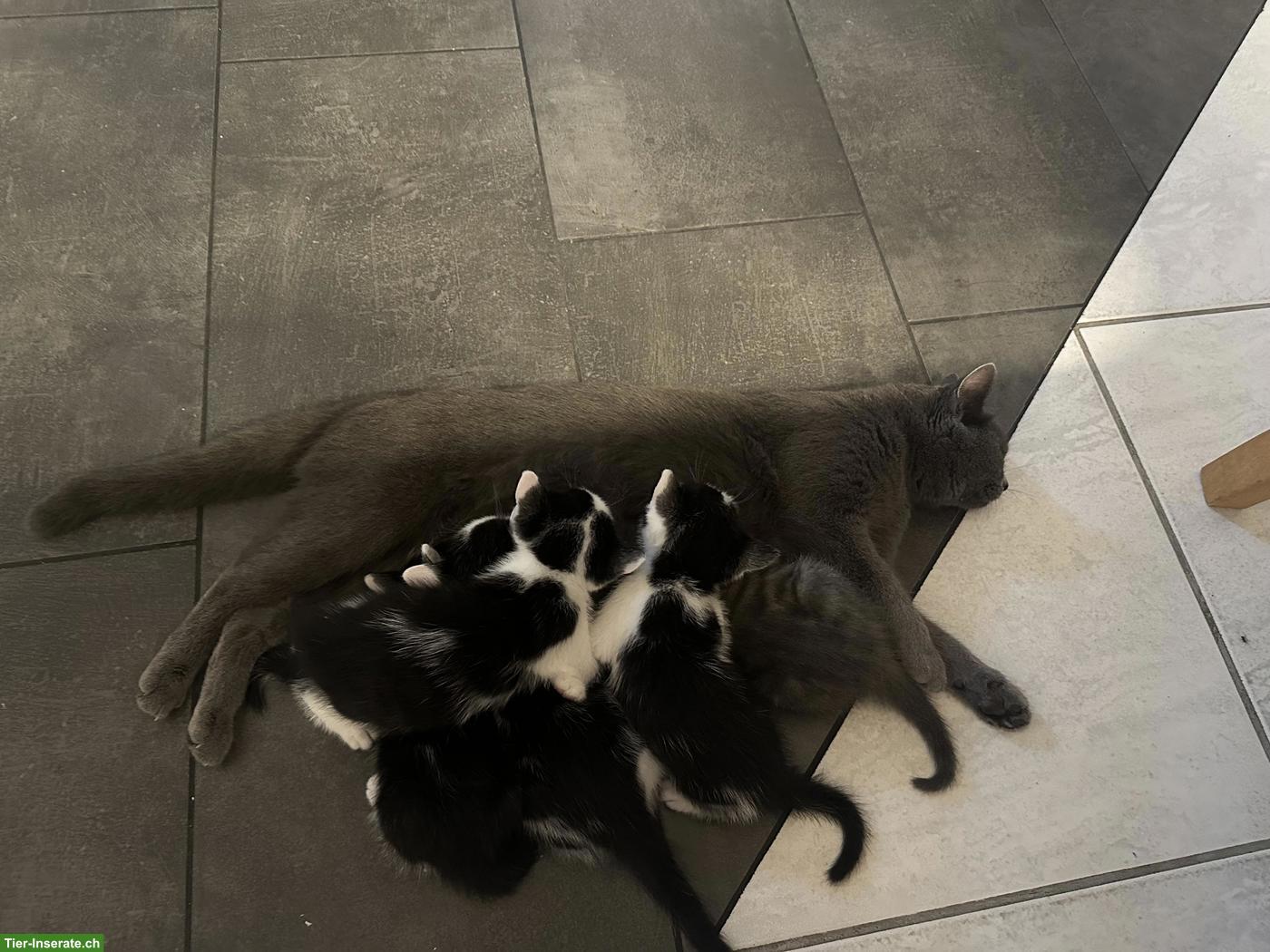 Bild 4: Süsse Katzenbabys abzugeben