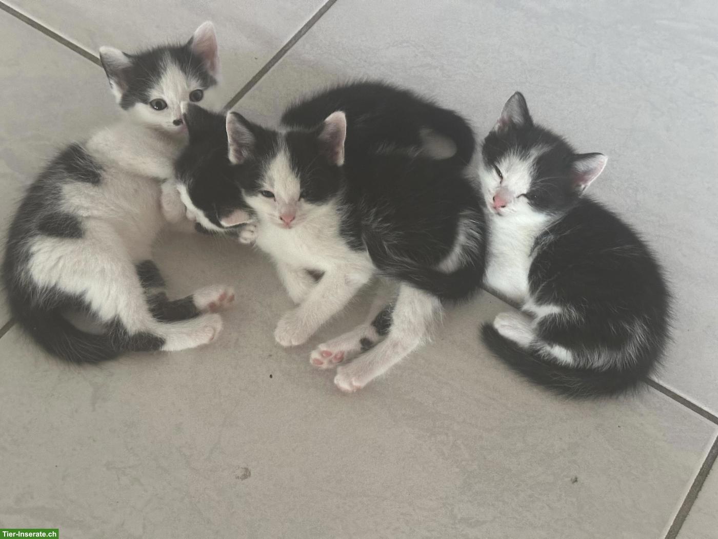 Bild 5: Süsse Katzenbabys abzugeben