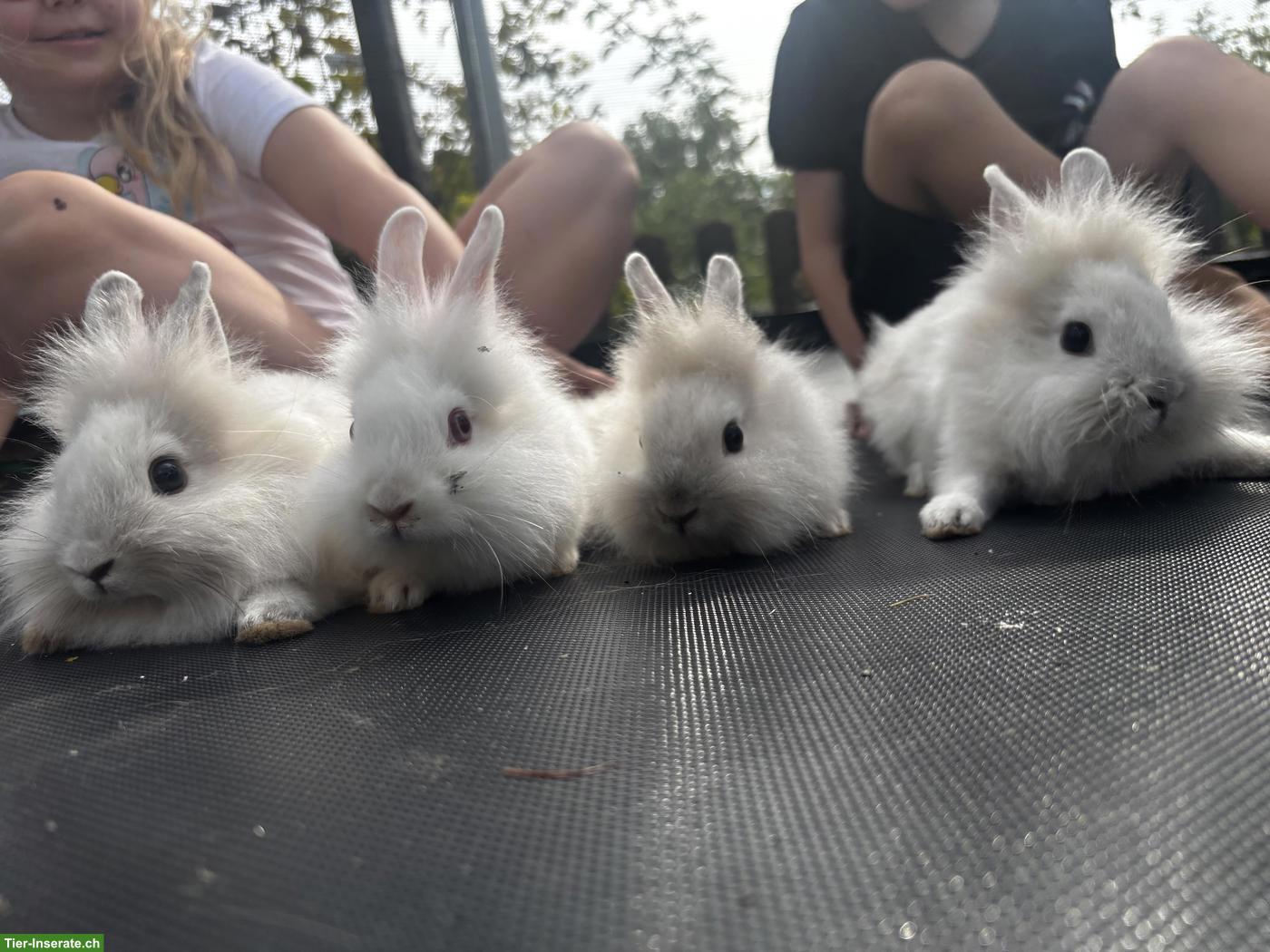 Löwenkopf Zwergkaninchen Babys