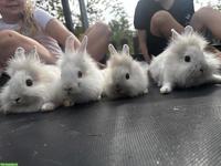 Löwenkopf Zwergkaninchen Babys