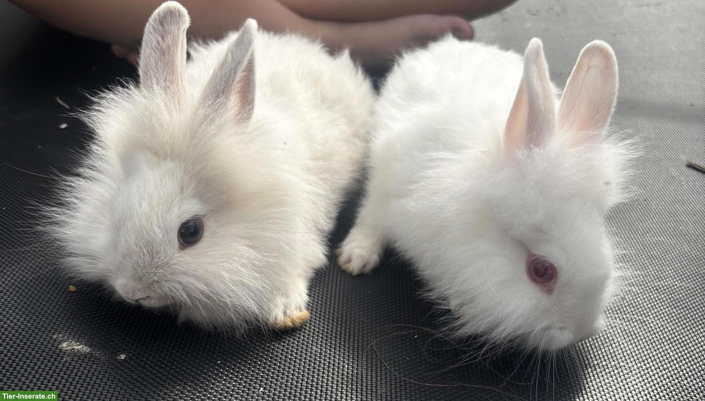 Bild 2: Löwenkopf Zwergkaninchen Babys