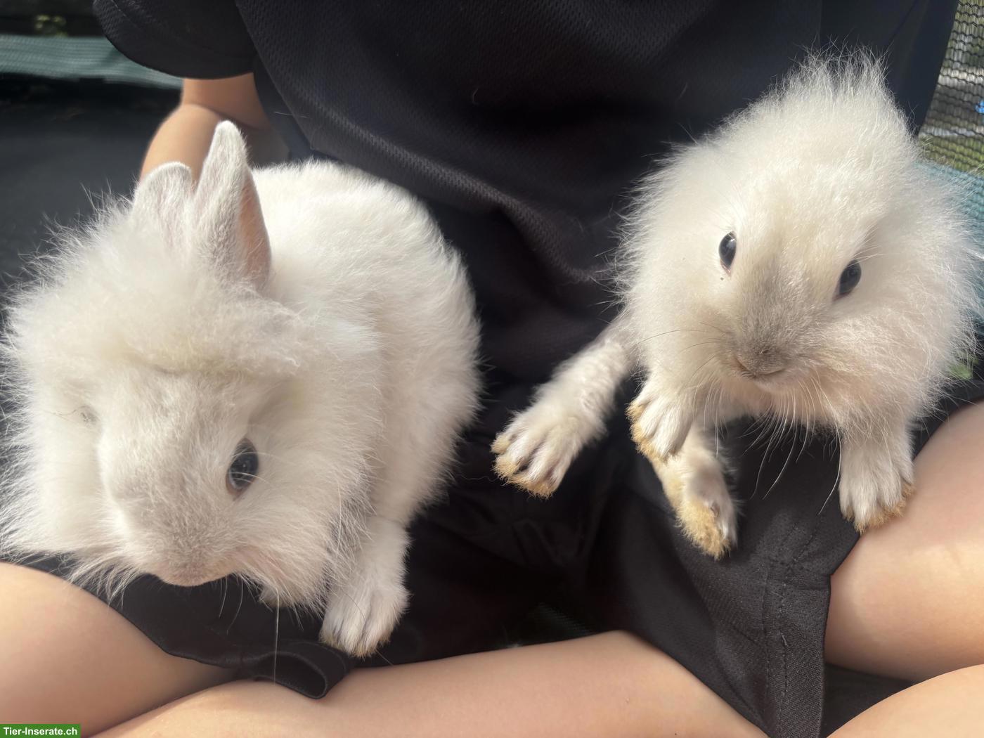 Bild 3: Löwenkopf Zwergkaninchen Babys