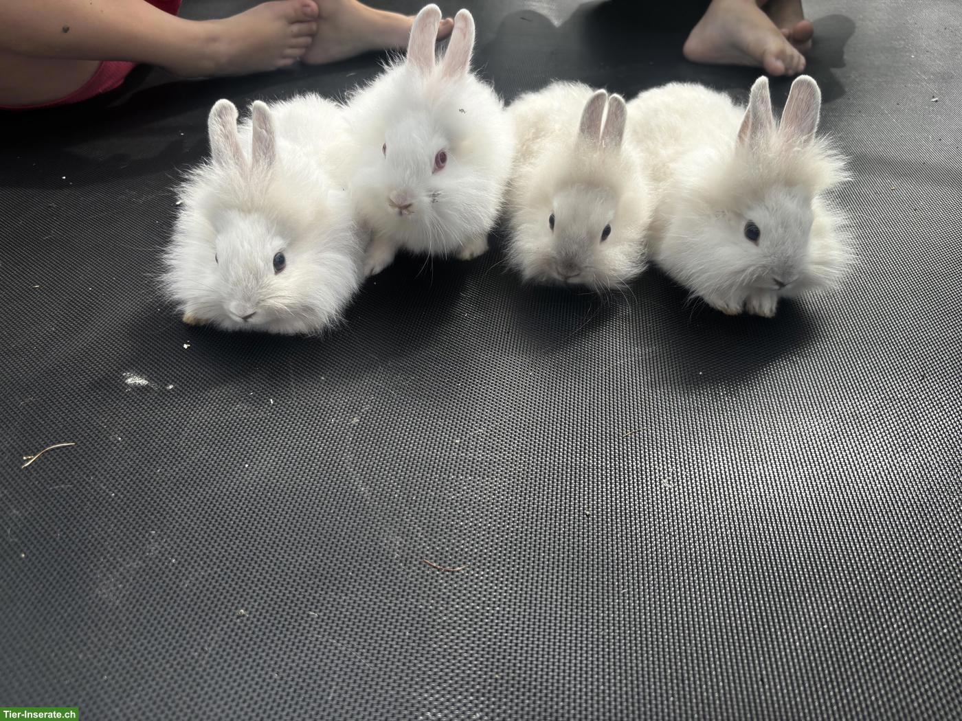 Bild 4: Löwenkopf Zwergkaninchen Babys