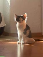 Kätzchen Diana & Nero suchen neues Zuhause