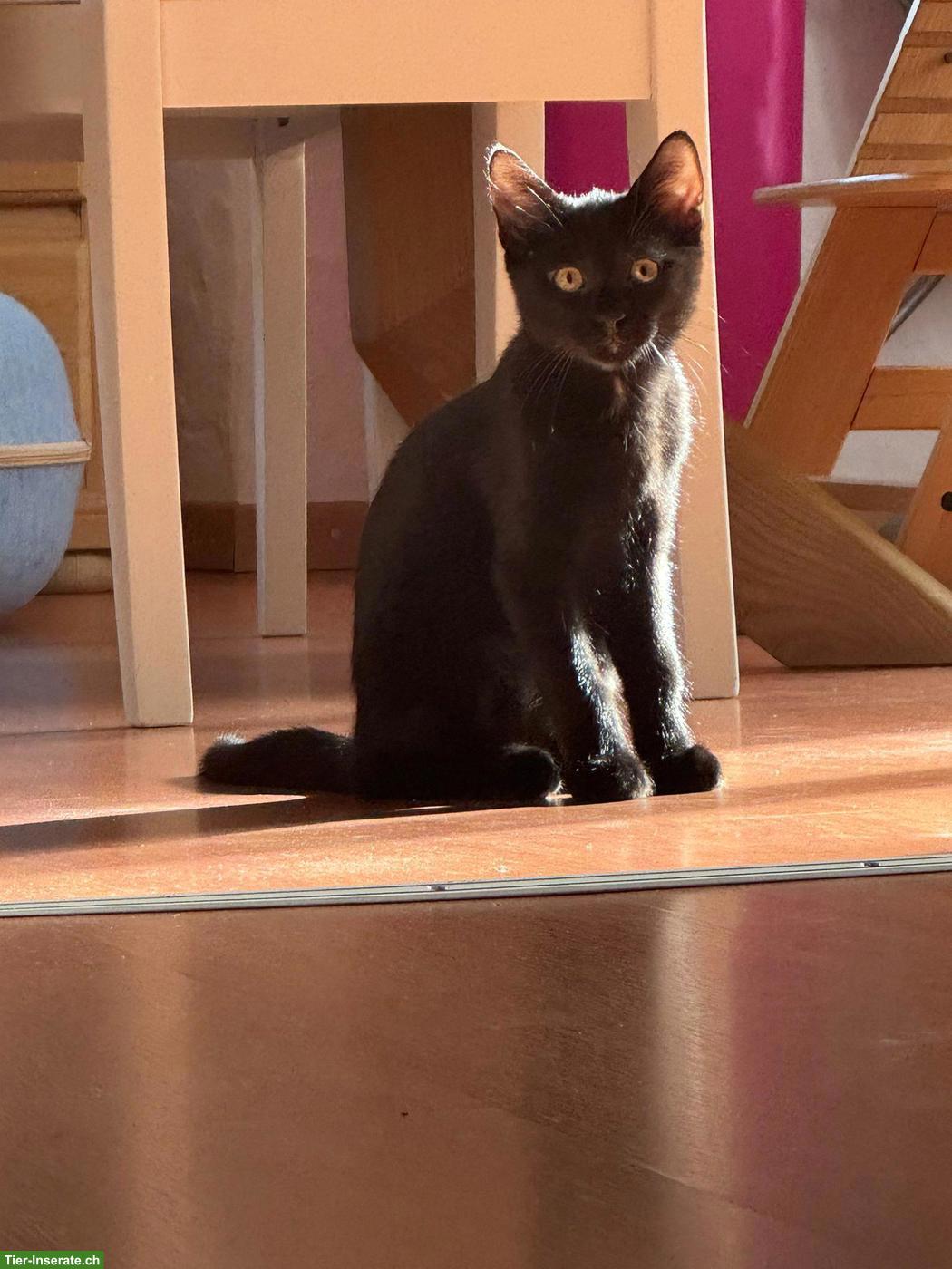 Bild 2: Kätzchen Diana & Nero suchen neues Zuhause