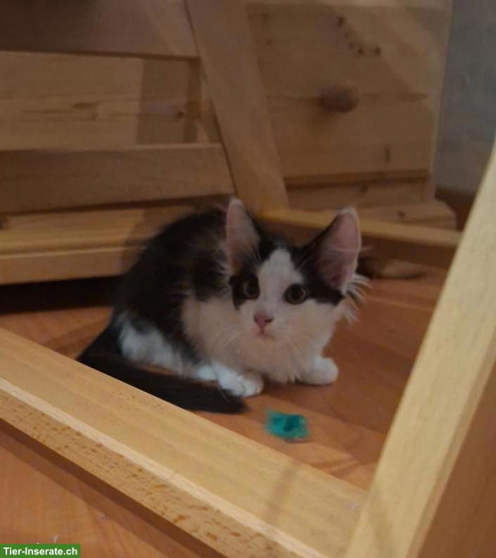 Bild 3: Kätzchen Diana & Nero suchen neues Zuhause