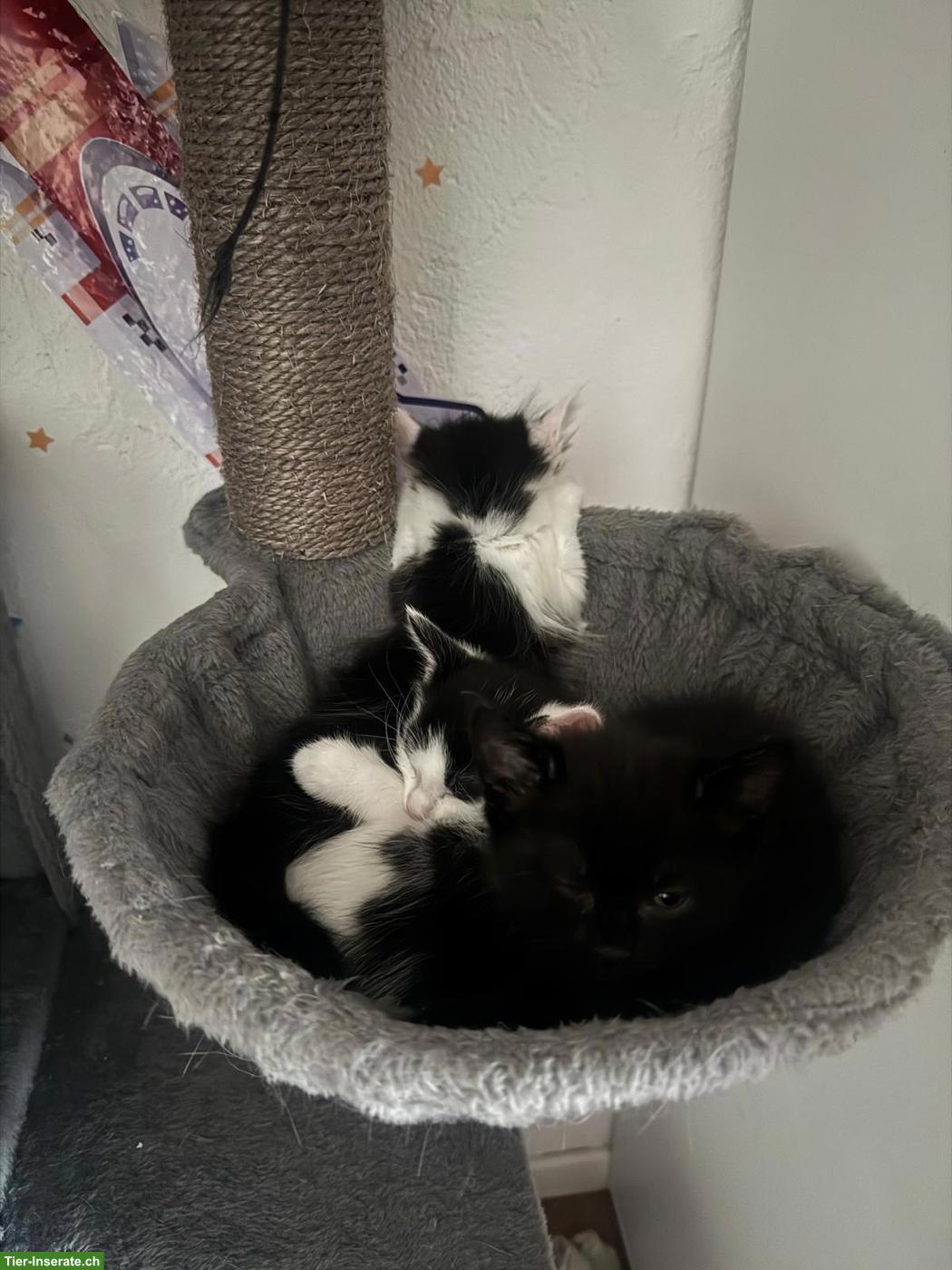 Bild 4: Kätzchen Diana & Nero suchen neues Zuhause