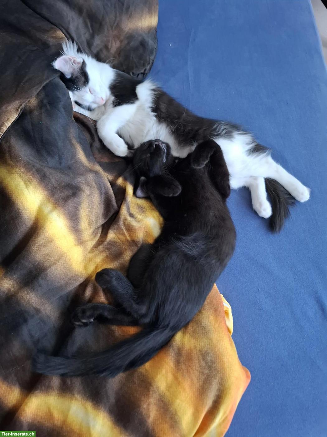 Bild 5: Kätzchen Diana & Nero suchen neues Zuhause