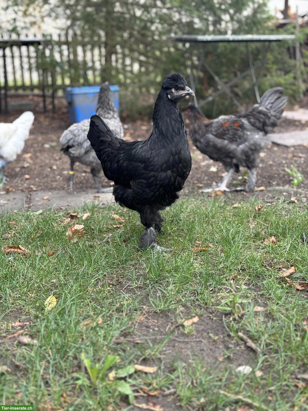 Brahma Mix Hennen abzugeben