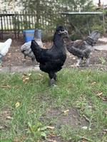 Brahma Mix Hennen abzugeben