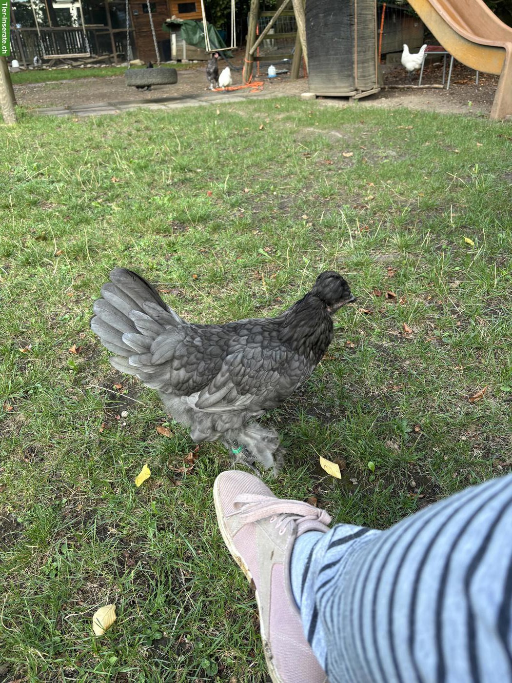 Bild 2: Brahma Mix Hennen abzugeben