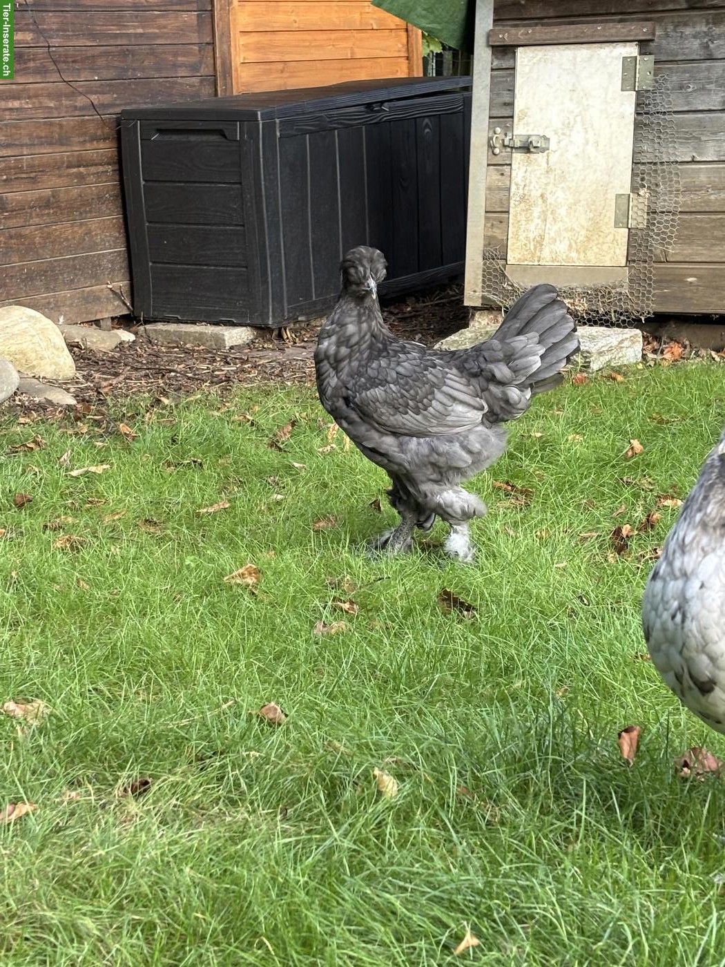 Bild 3: Brahma Mix Hennen abzugeben