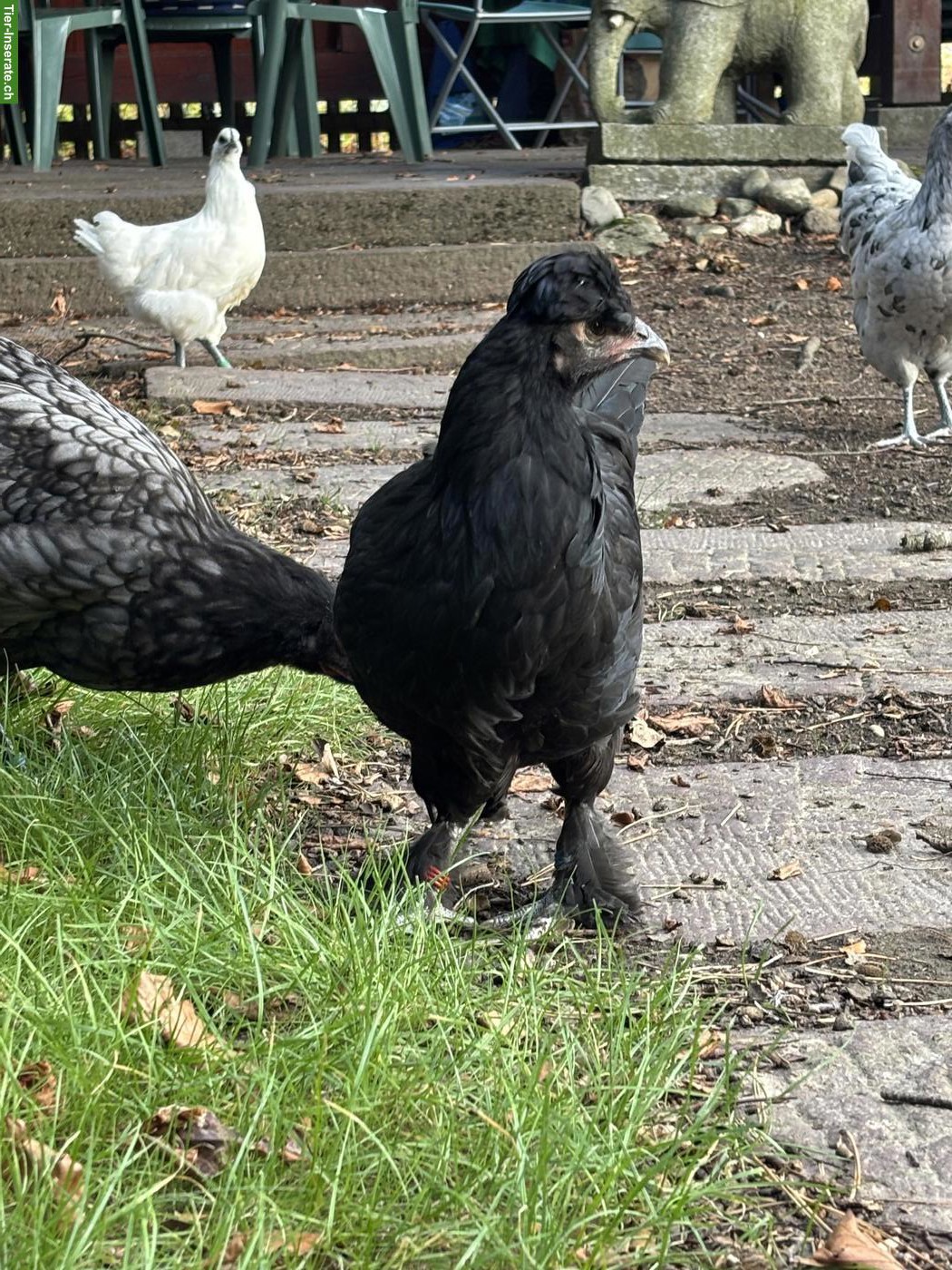 Bild 4: Brahma Mix Hennen abzugeben