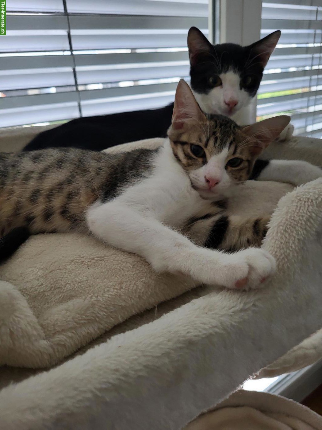 Katzengeschwister suchen zusammen ein Zuhause