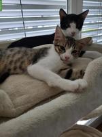 Katzengeschwister suchen zusammen ein Zuhause