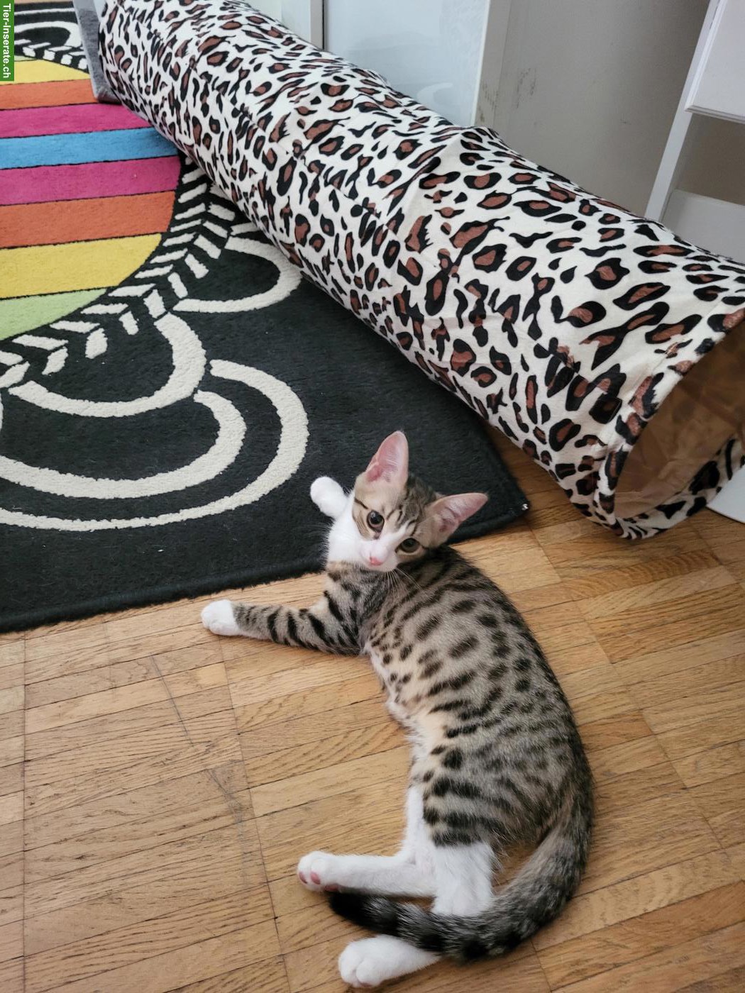 Bild 5: Katzengeschwister suchen zusammen ein Zuhause